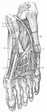 Артерии нижней конечности